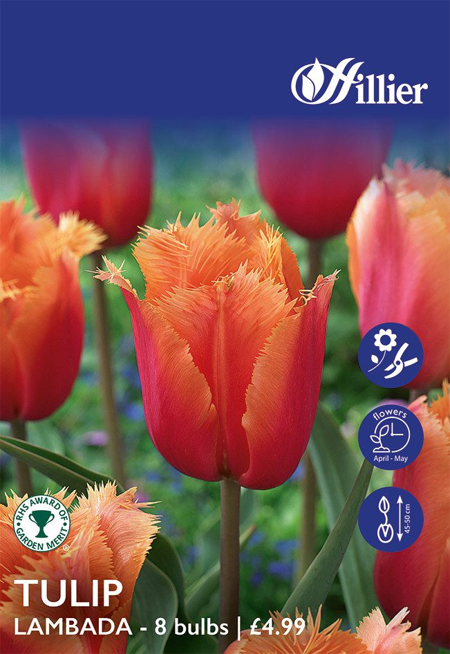 8718641999714 1 Tulip Lambada Bulbs.jpg